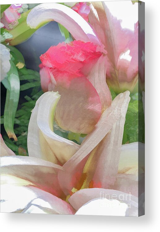 Abstract Acrylic Print featuring the photograph White rose in pastel by Phillip Rubino