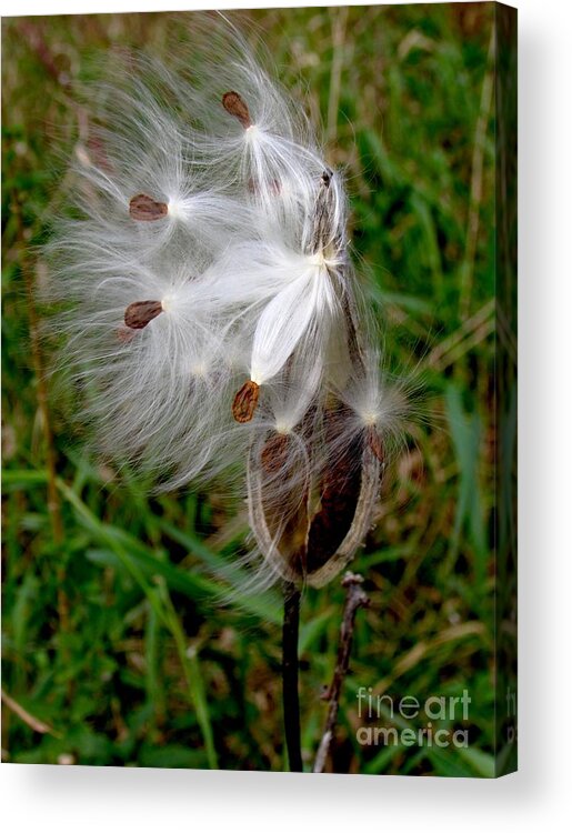 Milkweed Acrylic Print featuring the photograph Wind Dancers by Pamela Clements