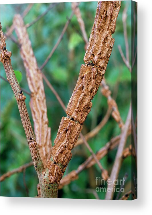 Horticulture Acrylic Print featuring the photograph Winged Cork by Geoff Kidd/science Photo Library
