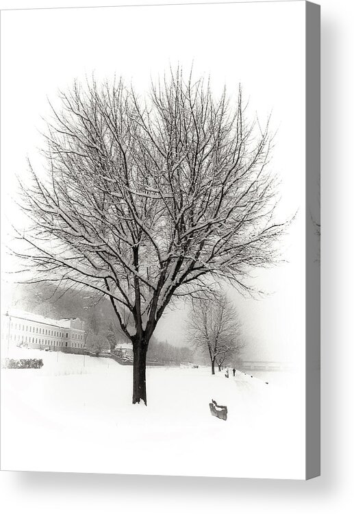 Tree Acrylic Print featuring the photograph Winter Trees along the Danube at Ybbs by Menega Sabidussi