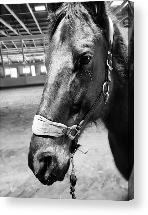  Acrylic Print featuring the photograph Lucky #1 by Scott Hovind