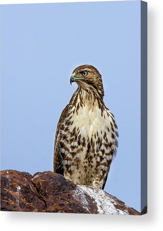 Raptor Acrylic Print featuring the photograph Red Tailed Hawk 2 #1 by Rick Mosher