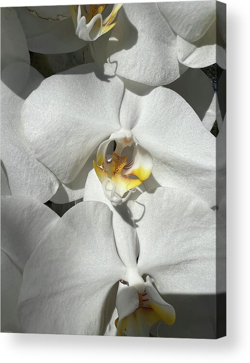 Orchid Acrylic Print featuring the photograph White Orchid With Yellow #1 by Karen Zuk Rosenblatt