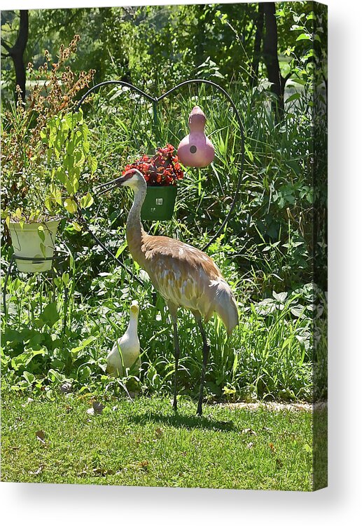 Sandhill Cranes Acrylic Print featuring the photograph 2021 August Sandhill Crane by Janis Senungetuk