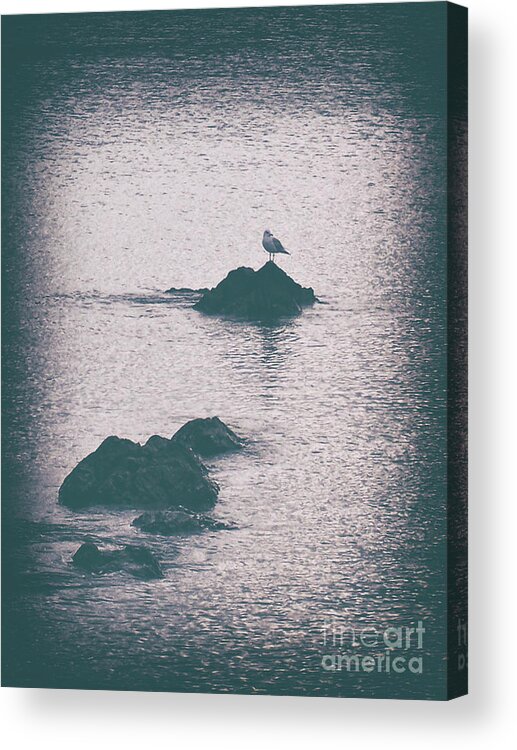 Vintage Acrylic Print featuring the photograph A Seagull Rests by Phil Perkins
