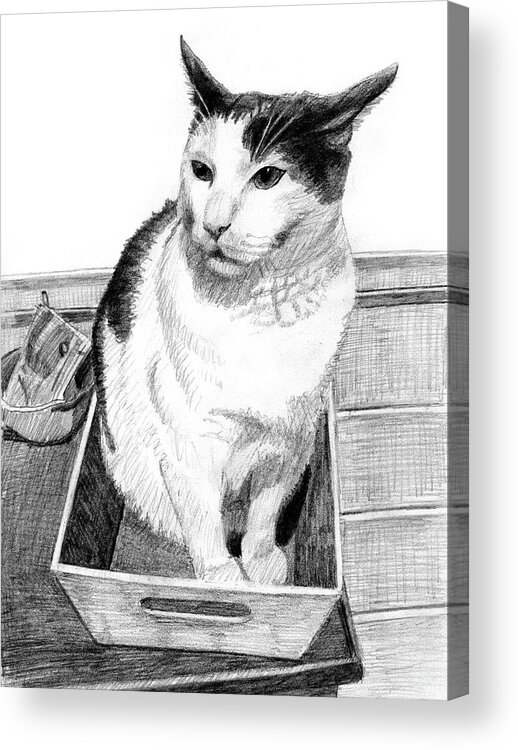Cat Acrylic Print featuring the drawing A tuxedo cat in a small box on a table by Tim Murphy