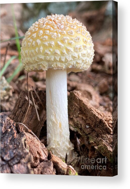 Mushroom Acrylic Print featuring the photograph Amanita by Laura Honaker