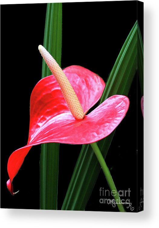 Nature Acrylic Print featuring the photograph Anthurium by Mariarosa Rockefeller