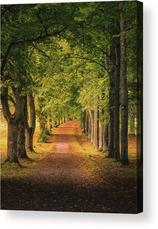 Autumn Acrylic Print featuring the photograph Autumn Morning Alley by Nicklas Gustafsson