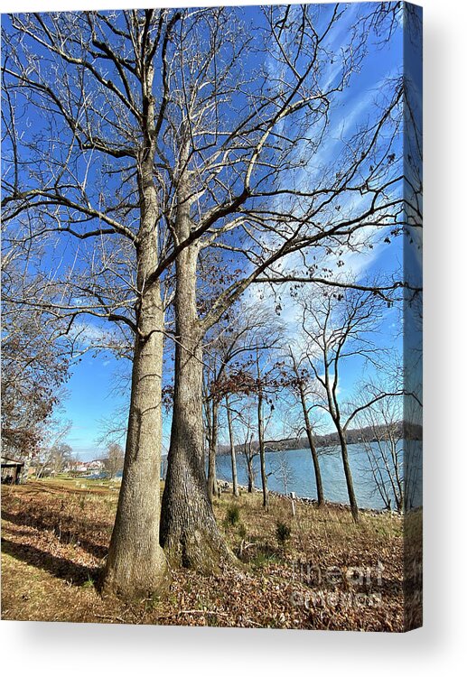 Trees Acrylic Print featuring the photograph Bare Branches and Blue Sky by Kerri Farley