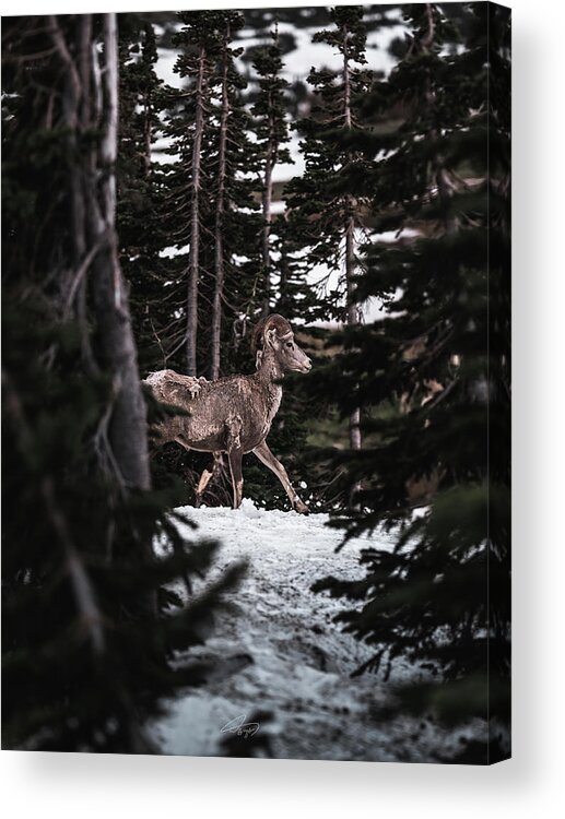  Acrylic Print featuring the photograph Bighorn in Snow by William Boggs