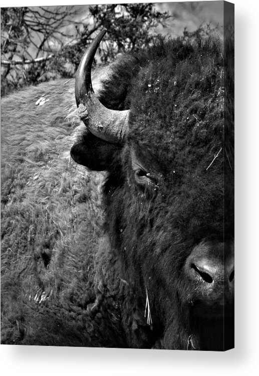 Bison Acrylic Print featuring the photograph Bison Bull 12 Black and White by Amanda R Wright