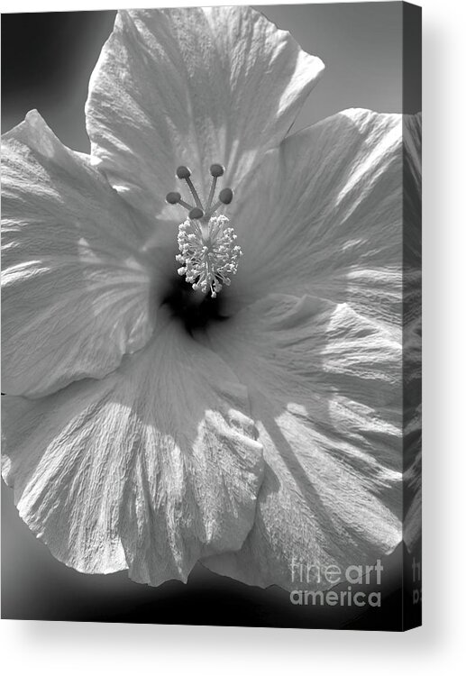 Flower Acrylic Print featuring the photograph Black and White Hibiscus by Mafalda Cento