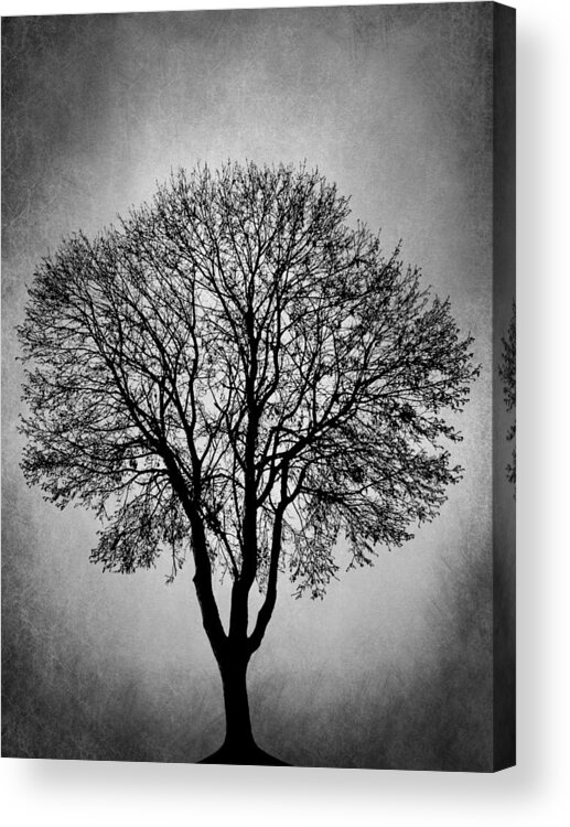 Tree Acrylic Print featuring the digital art Black and White Tree Design 206 by Lucie Dumas