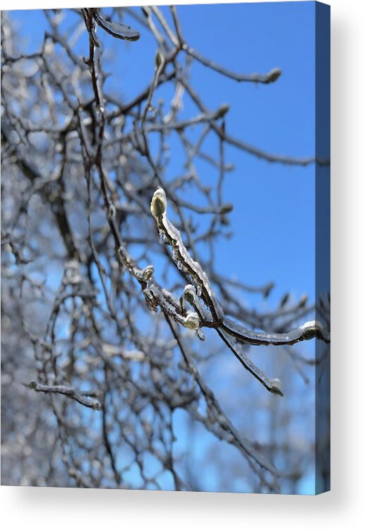 Winter Acrylic Print featuring the photograph Blossom on Ice by Lisa Pearlman