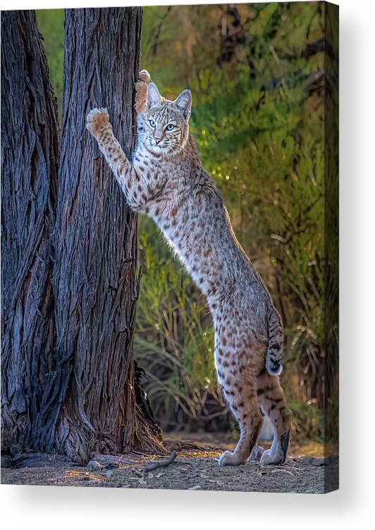 American Southwest Acrylic Print featuring the photograph Bobcat by James Capo