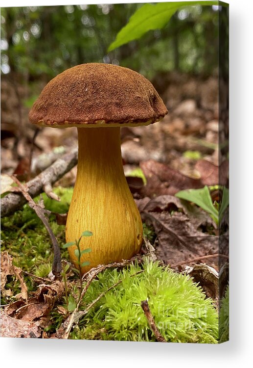 Mushroom Acrylic Print featuring the photograph Bolete by Laura Honaker