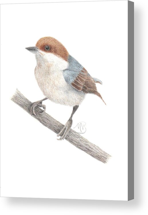 Bird Art Acrylic Print featuring the painting Brown-Headed Nuthatch by Monica Burnette