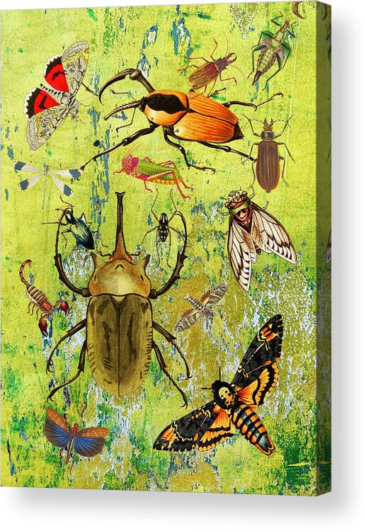 Beetles Acrylic Print featuring the mixed media Bug Fiesta by Lorena Cassady