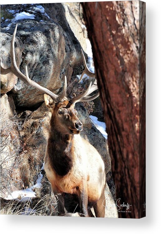 Elk Acrylic Print featuring the photograph Bull Elk Spring Sun DS by Jerry Sodorff