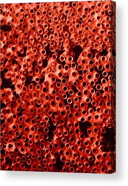 Red Acrylic Print featuring the photograph Burst Bubbles by Kerry Obrist