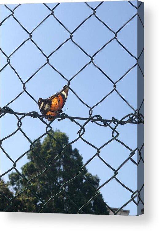 All Acrylic Print featuring the digital art Butterfly on a Fence KN16 by Art Inspirity