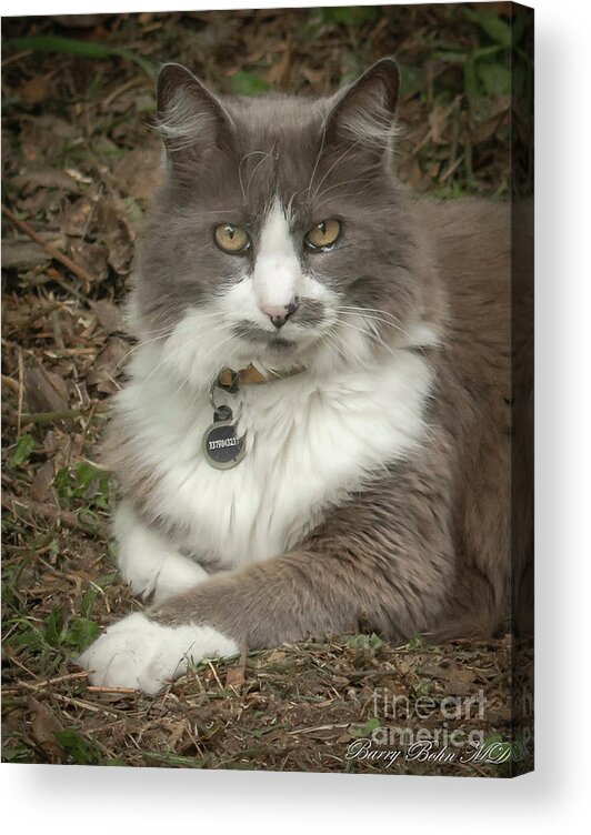 Cat Acrylic Print featuring the photograph Charlie by Barry Bohn