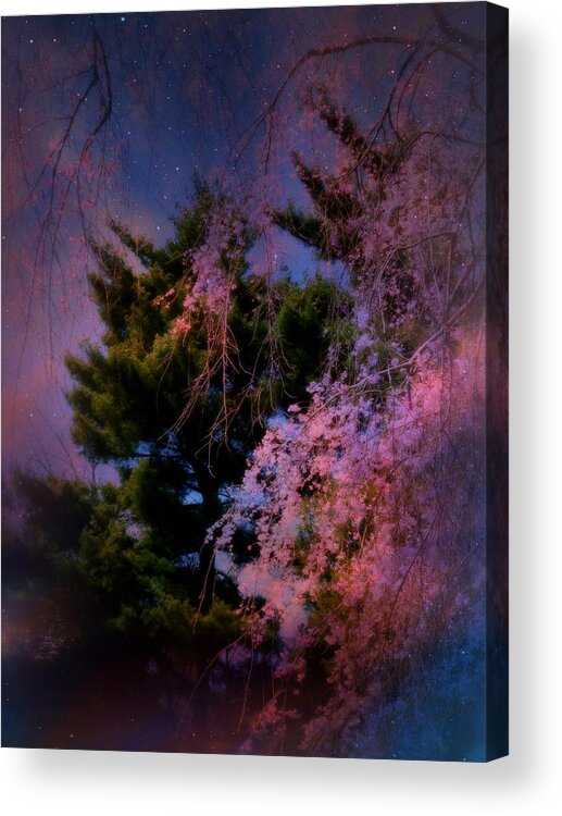 Pine Acrylic Print featuring the photograph Cherry and Pine Starry Night by Mike McBrayer