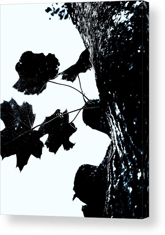 Photography Acrylic Print featuring the photograph Coming Down by Christopher Genheimer