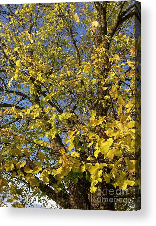 Common Lime Acrylic Print featuring the photograph Common Lime in Autumn by Phil Banks