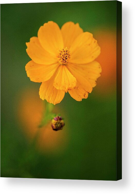 Fall Acrylic Print featuring the photograph Cosmos Bright Fall by Karen Cox
