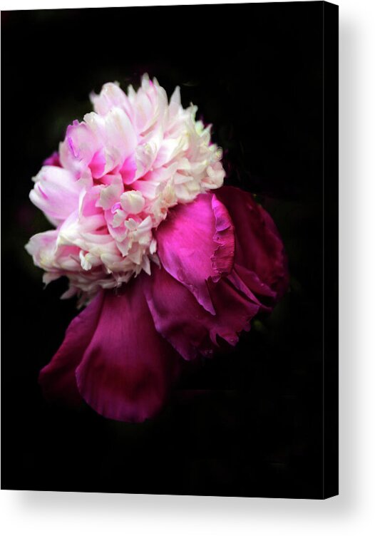 Peony Acrylic Print featuring the photograph Crimson Confection by Jessica Jenney