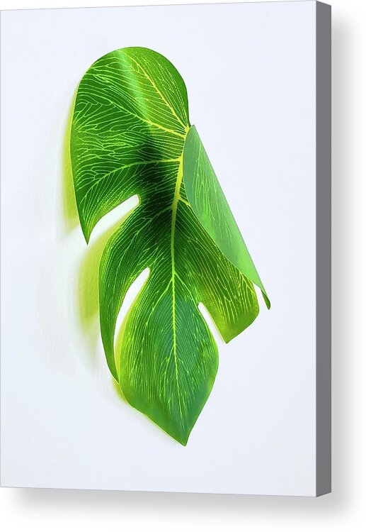 Palm Leaf Acrylic Print featuring the photograph Curled Paper Palm by Alida M Haslett