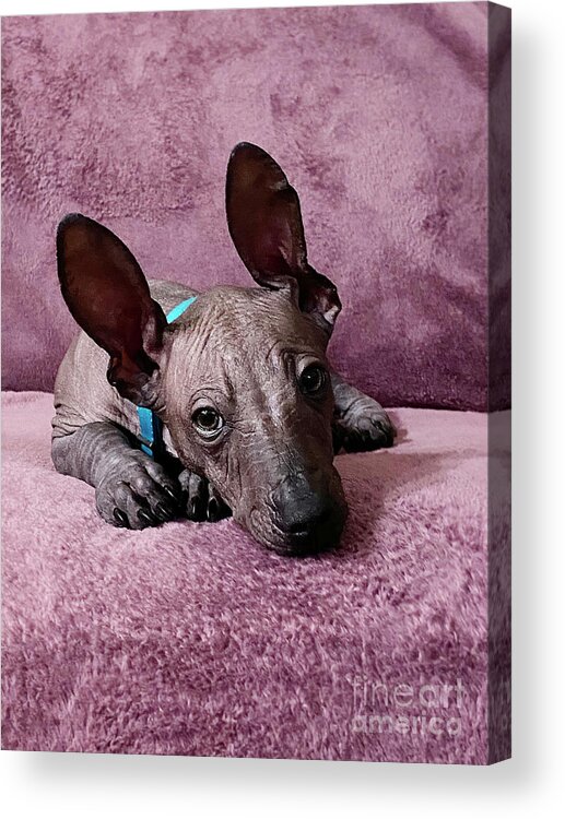 Xolo Acrylic Print featuring the photograph Cute Xolo Puppy by Masha Batkova