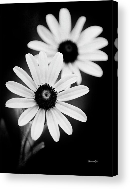 Daisies Acrylic Print featuring the photograph Daisies Black And White Flowers by Christina Rollo