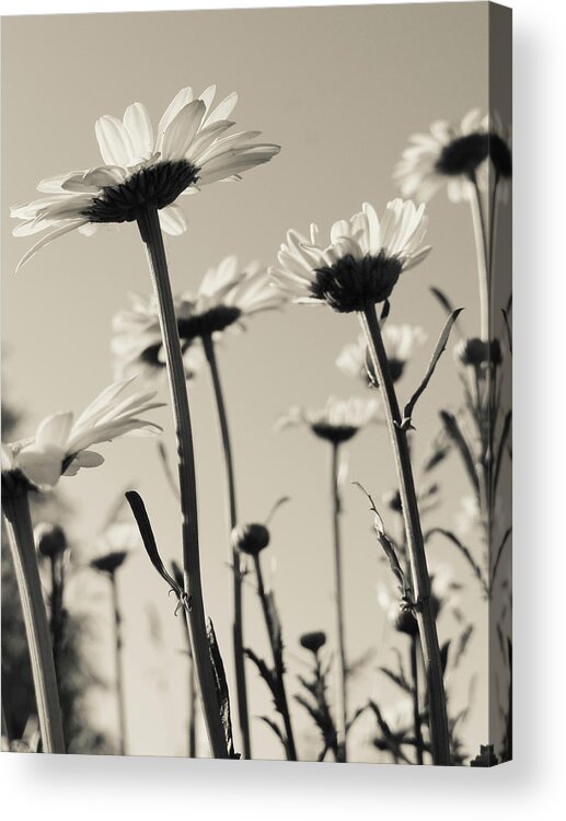 Flowers Acrylic Print featuring the photograph Daisies by Julia Wilcox