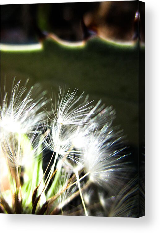 Dandelion Acrylic Print featuring the photograph Dandelion and Agave by W Craig Photography