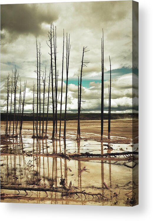 Dead Trees At Yellowstone National Park Acrylic Print featuring the photograph Dead Trees at Yellowstone National Park by Karen Cox