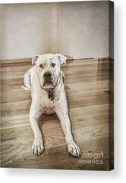 Dog Acrylic Print featuring the photograph Did I Do Something Wrong? by Elaine Teague