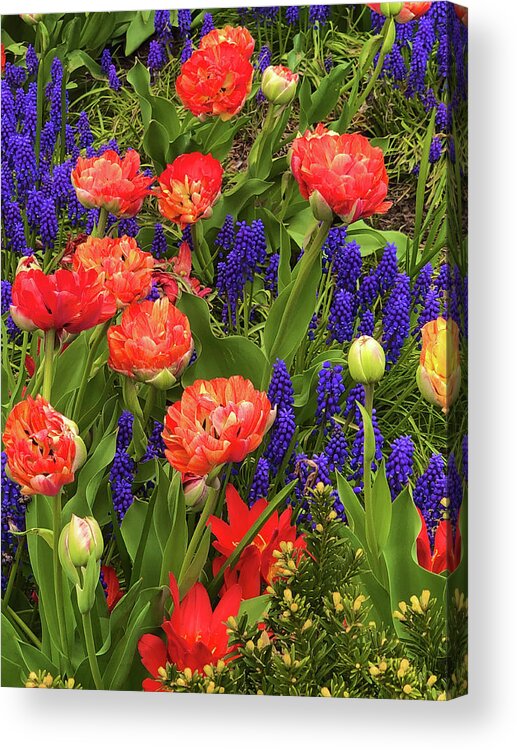  Acrylic Print featuring the photograph Double Tulips with Grape Hyacinths by Polly Castor