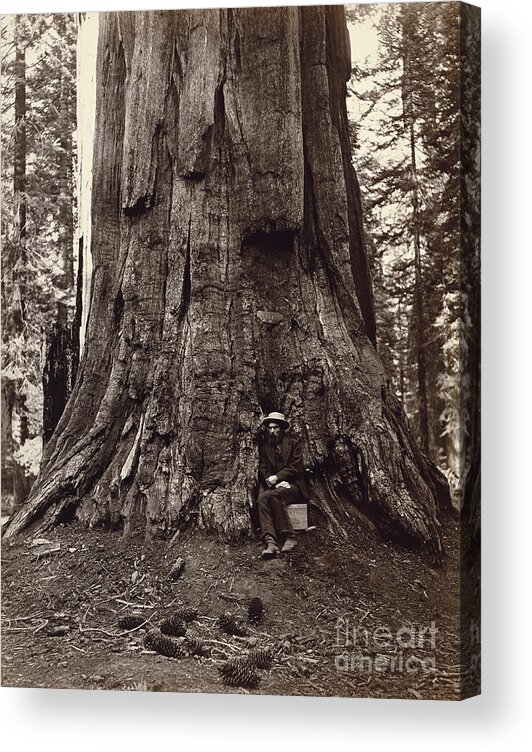 19th Acrylic Print featuring the photograph Eadweard Muybridge and General Grant Tree, c. 1864 by Getty Research Institute