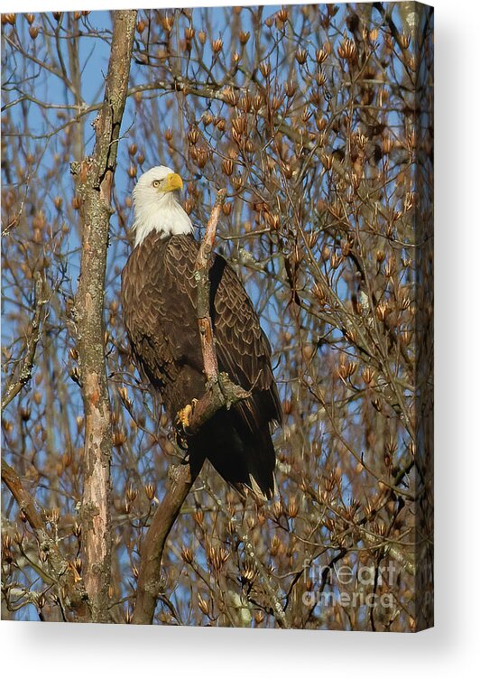 Eagles Acrylic Print featuring the photograph An Eagles Blessing by Chris Scroggins