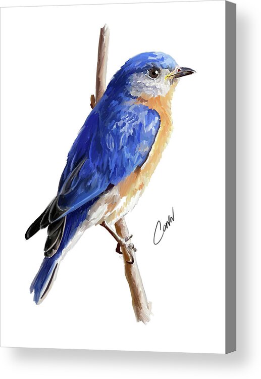 Eastern Bluebird Acrylic Print featuring the digital art Eastern Bluebird by Shawn Conn