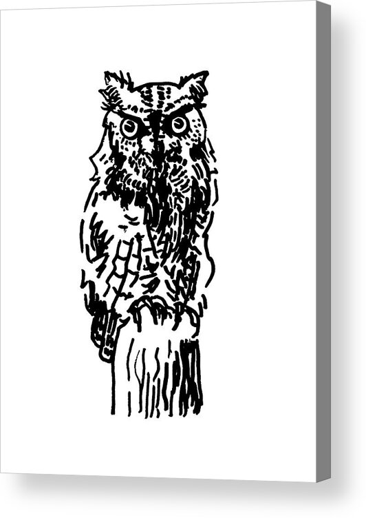  Eastern Screech-owl Acrylic Print featuring the drawing Eastern Screech-Owl by Masha Batkova