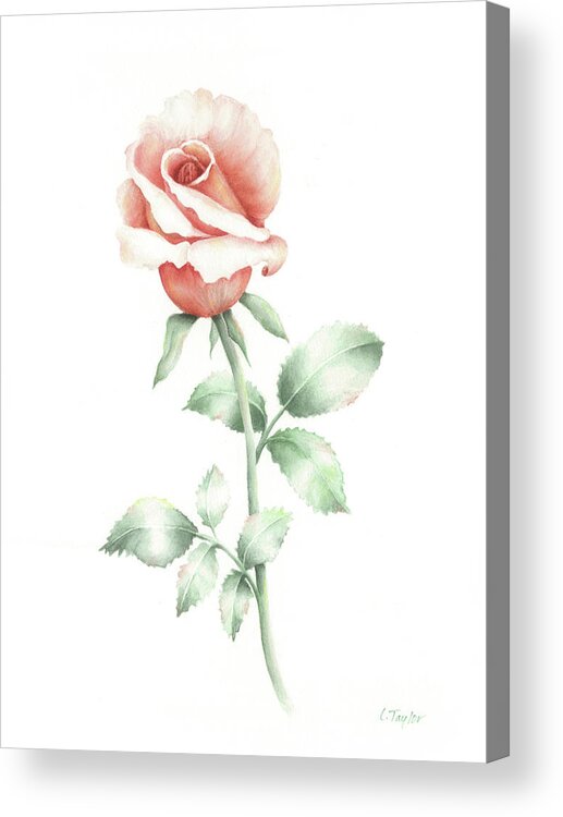 Rose Acrylic Print featuring the painting Faith by Lori Taylor