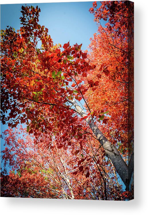 White Birch Acrylic Print featuring the photograph Fall Colors in Acadia by GeeLeesa Productions