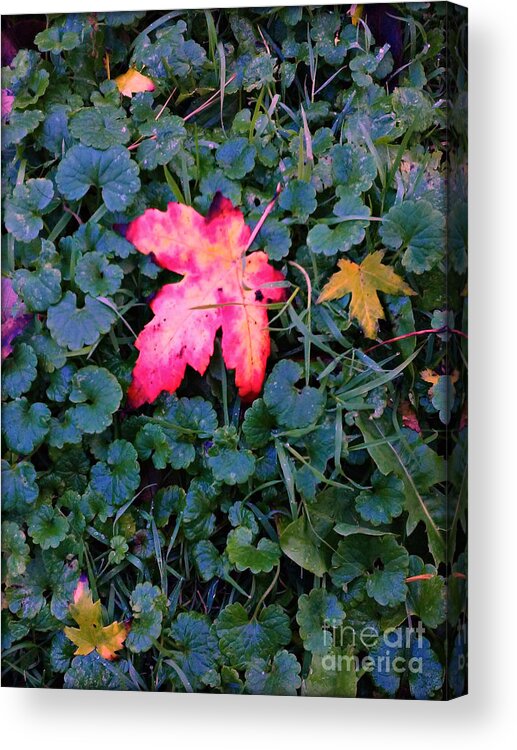 Nature Acrylic Print featuring the photograph Falling Leaves Green Grass - Frank J Casella by Frank J Casella
