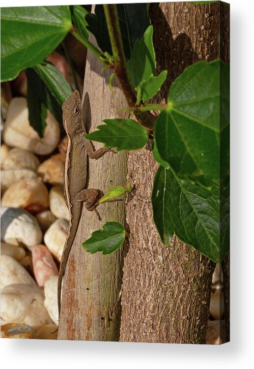 Lizard Acrylic Print featuring the photograph Female Brown Anole by Gina Fitzhugh