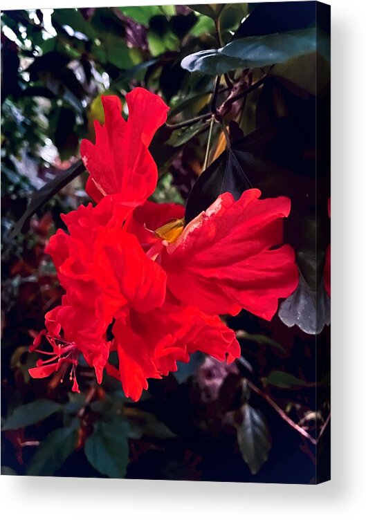 Hibiscus Acrylic Print featuring the photograph Fly Away 2022 by John Anderson