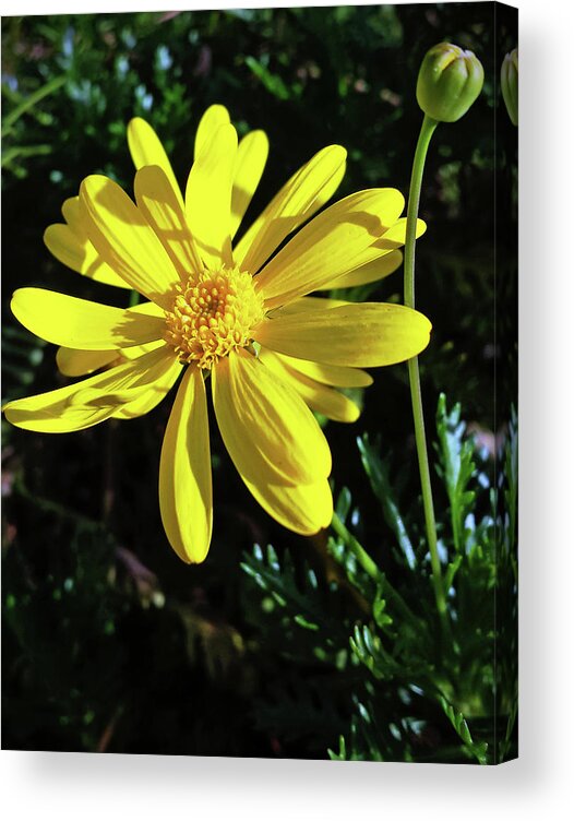 Gay Artist Acrylic Print featuring the digital art Sunshine by John Waiblinger